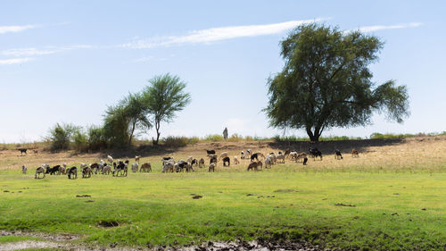 Wide shot of a shepard between two trees overseeing his sheep in the grass