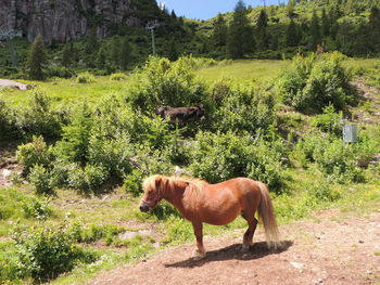 Horse standing in a field