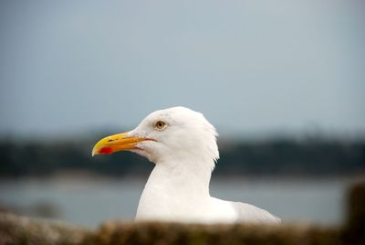 Close-up of seagull