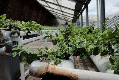 Close-up of plants in greenhouse