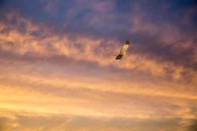 Low angle view of bird flying against cloudy sky at sunset