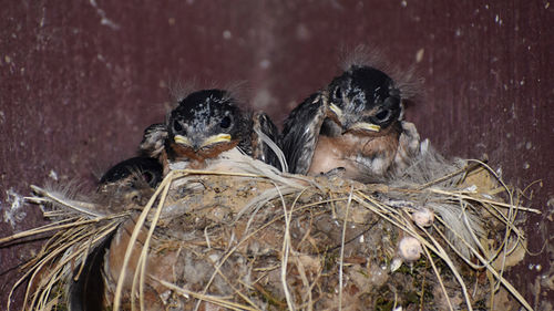 View of birds in nest