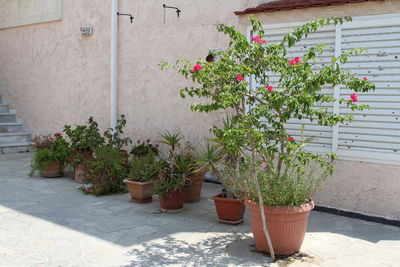 Potted plant against wall in yard