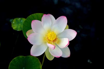 Close-up of pink flower