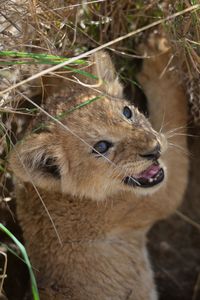 Close-up of an animal in a field