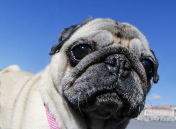 Image of a sweet pug photographed with a fisheye lens