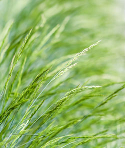 Close-up of wheat growing on field