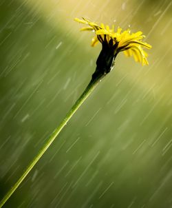 Close-up of wet yellow flowering plant