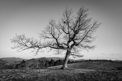 Bare tree on field against clear sky