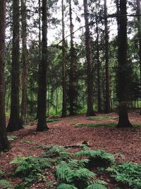 Trees in forest