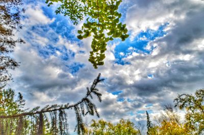 Low angle view of trees against sky