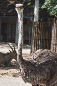 Ostrich looking at you