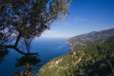 Scenic view of tree and mountains against blue sky