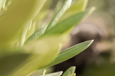 Close-up of green leaves