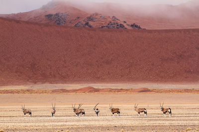 Deer on land against mountains