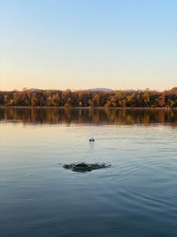 Ducks swimming in lake against clear sky