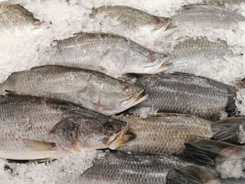 High angle view of fish for sale at market