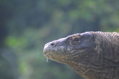 Close-up of animal eye