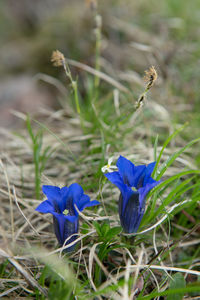 Close-up of purple crocus flowers on field