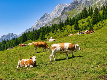 Horses on field