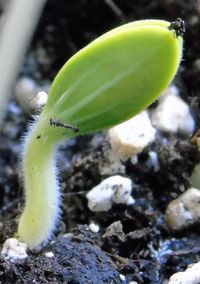 Close-up of insect on leaf