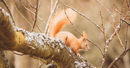 Close-up of squirrel