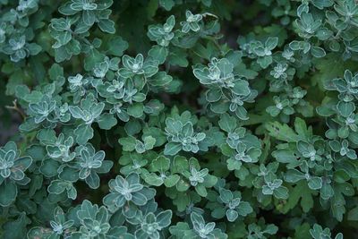 Full frame shot of plants