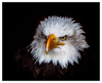 Close-up portrait of eagle against black background