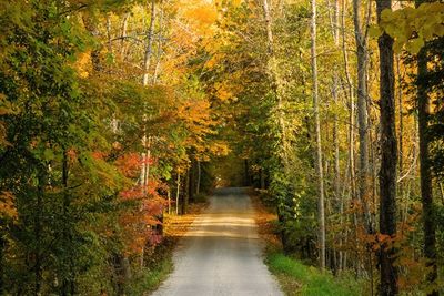 Road amidst trees in forest