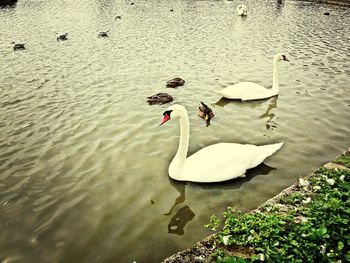 Birds in water