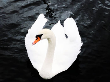 Swan floating on lake