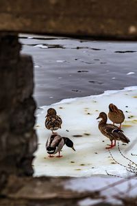 Close-up of birds on lake during winter