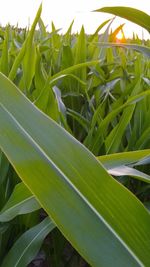 Close-up of succulent plant on field