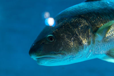 Close-up of fish swimming in sea