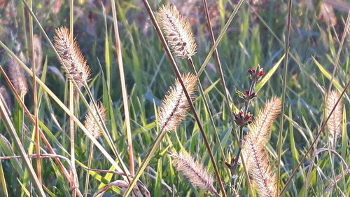 Close-up of plants growing on field