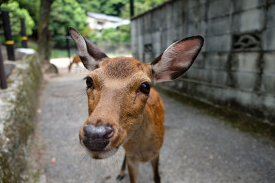Close-up portrait of deer on footpath at zoo