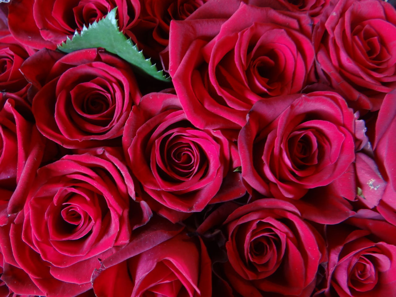 FULL FRAME SHOT OF RED ROSE BOUQUET