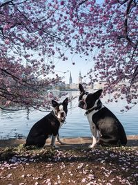 View of dogs against the sky