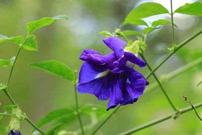 Close-up of purple flowering plant