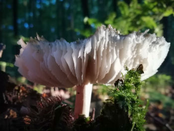 Close-up of white mushrooms growing on tree