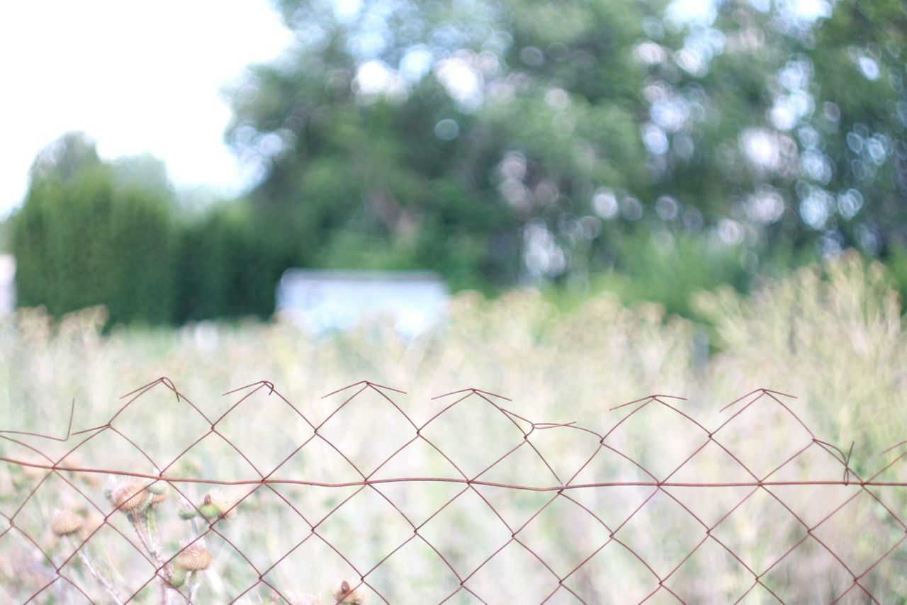 fence, protection, focus on foreground, safety, chainlink fence, security, metal, pattern, close-up, day, growth, outdoors, tree, metallic, nature, selective focus, plant, railing, no people, sky