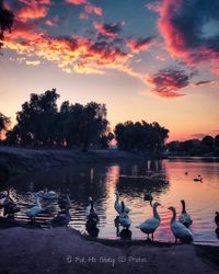 Swans swimming in lake against sky during sunset