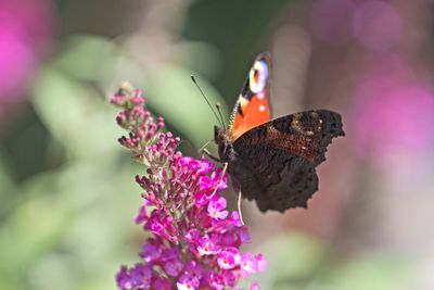 Close-up of butterfly pollinating on pink flower