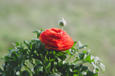 Close-up of red rose