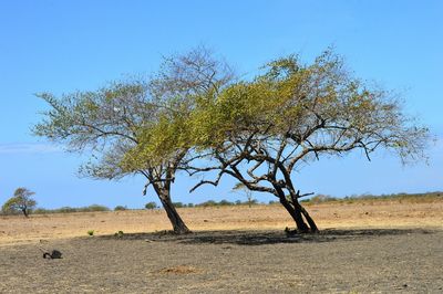 Tree on field against clear blue sky