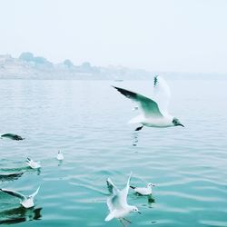 Seagulls flying over lake against clear sky