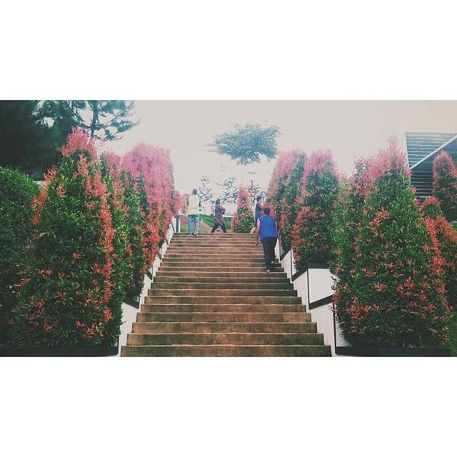 transfer print, tree, auto post production filter, steps, clear sky, railing, growth, built structure, low angle view, steps and staircases, sky, nature, staircase, day, architecture, outdoors, the way forward, footbridge, copy space, beauty in nature