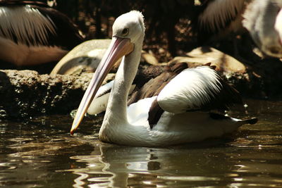 Pelican bird floating on water