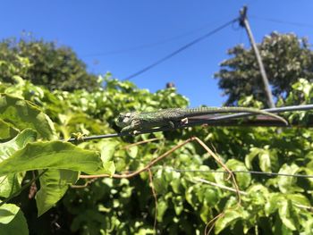 Close-up of a lizard on tree