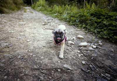 High angle view of dog on field